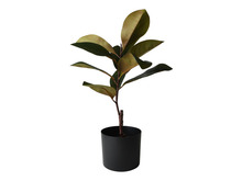 Konstväxt Fikus Robusta 